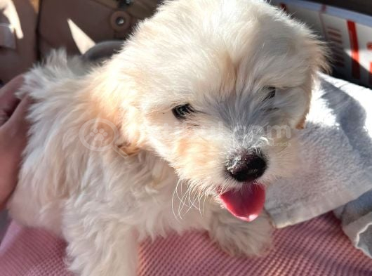 3 Aylık Yavru Maltipoo görsel