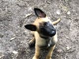 Safkan Belçika Yavrularimiz