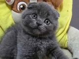 Ayıcık Surat Gri Scottish Fold