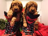 Gerçek Toy Poodle Yavrular Bi̇zde