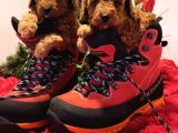 Gerçek Toy Poodle Yavrular Bi̇zde