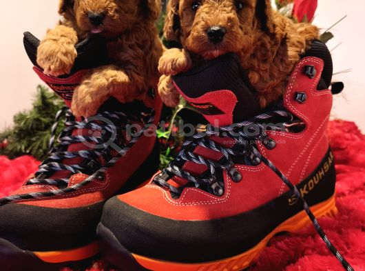 Gerçek Toy Poodle Yavrular Bi̇zde görsel