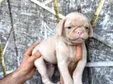 Kredi̇ Karti Taksi̇t İmkaniyla Pug Yavrulari