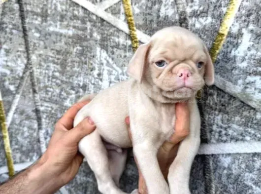 Kredi̇ Karti Taksi̇t İmkaniyla Pug Yavrulari görsel
