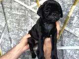 Kredi̇ Karti Taksi̇t İmkaniyla Pug Yavrulari