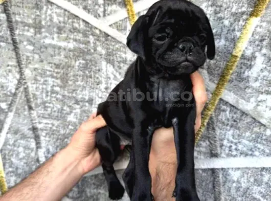 Kredi̇ Karti Taksi̇t İmkaniyla Pug Yavrulari görsel
