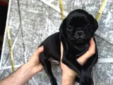 Kredi̇ Karti Taksi̇t İmkaniyla Pug Yavrulari