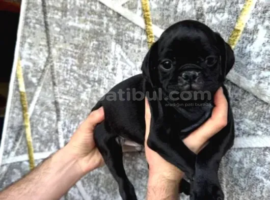 Kredi̇ Karti Taksi̇t İmkaniyla Pug Yavrulari görsel