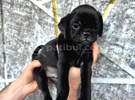 KREDİ KARTI TAKSİT İMKANIYLA PUG YAVRULARI
