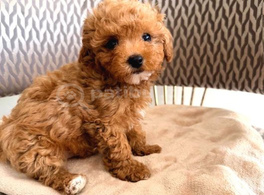 Toy Poodle Sevi̇mli̇ Yavrular Ev Üreti̇mi̇ görsel