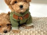Toy Poodle Sevi̇mli̇ Yavrular Ev Üreti̇mi̇