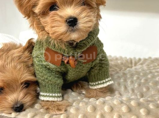 Toy Poodle Sevi̇mli̇ Yavrular Ev Üreti̇mi̇ görsel