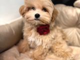 Toy Poodle Sevi̇mli̇ Yavrular Ev Üreti̇mi̇