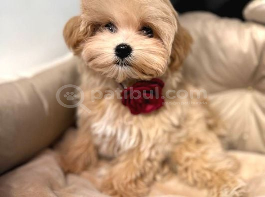 TOY POODLE SEVİMLİ YAVRULAR EV ÜRETİMİ