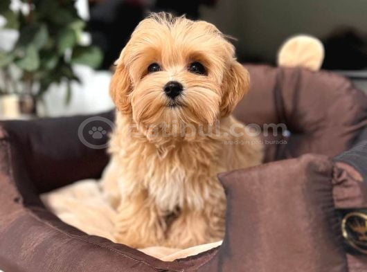 Toy Poodle Sevi̇mli̇ Yavrular Ev Üreti̇mi̇ görsel