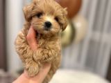 Malti̇poo Ci̇nsi̇ Yavrular Ev Üreti̇mi̇