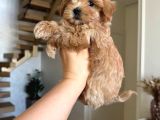 Malti̇poo Ci̇nsi̇ Yavrular Ev Üreti̇mi̇