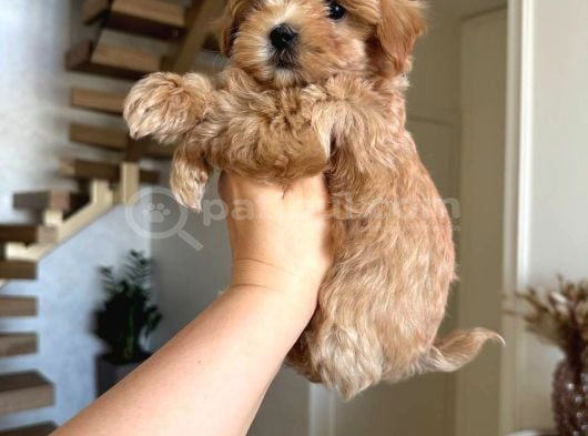 Malti̇poo Ci̇nsi̇ Yavrular Ev Üreti̇mi̇ görsel