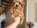 Malti̇poo Ci̇nsi̇ Yavrular Ev Üreti̇mi̇