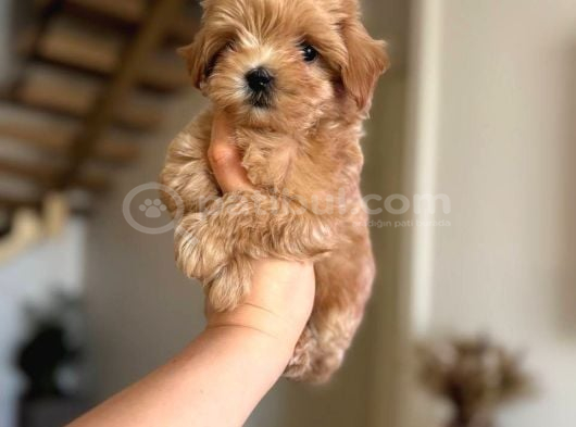 Malti̇poo Ci̇nsi̇ Yavrular Ev Üreti̇mi̇ görsel