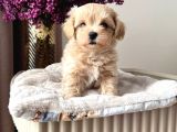 Malti̇poo Ci̇nsi̇ Yavrular Ev Üreti̇mi̇
