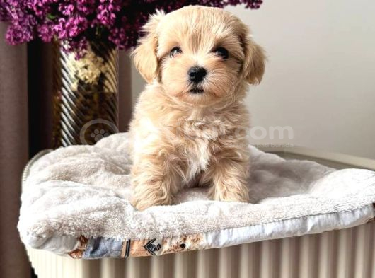 MALTİPOO CİNSİ YAVRULAR EV ÜRETİMİ