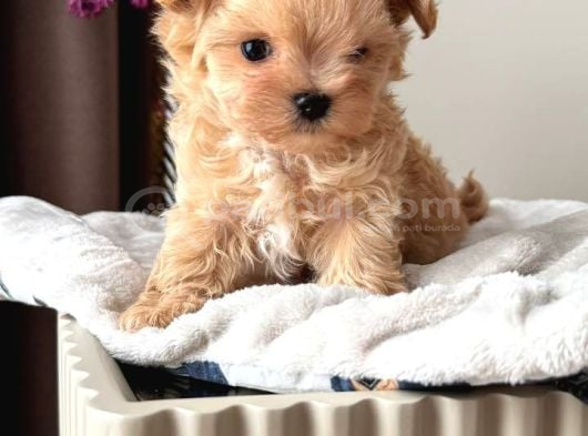 Malti̇poo Ci̇nsi̇ Yavrular Ev Üreti̇mi̇ görsel