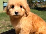MALTİPOO CİNSİ YAVRULAR EV ÜRETİMİ