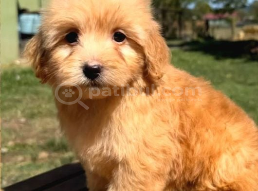 MALTİPOO CİNSİ YAVRULAR EV ÜRETİMİ