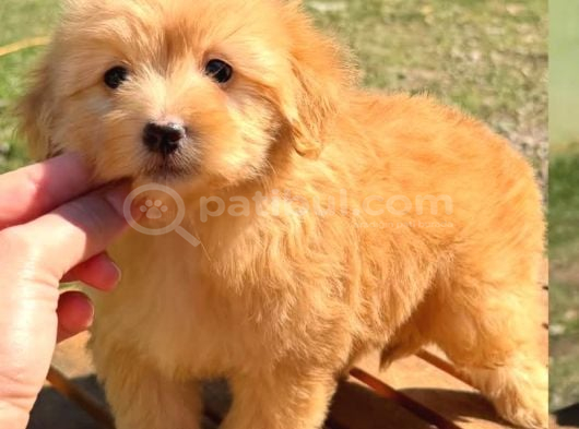 Malti̇poo Ci̇nsi̇ Yavrular Ev Üreti̇mi̇ görsel