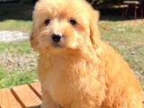Malti̇poo Ci̇nsi̇ Yavrular Ev Üreti̇mi̇