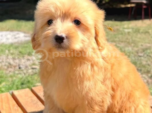Malti̇poo Ci̇nsi̇ Yavrular Ev Üreti̇mi̇ görsel