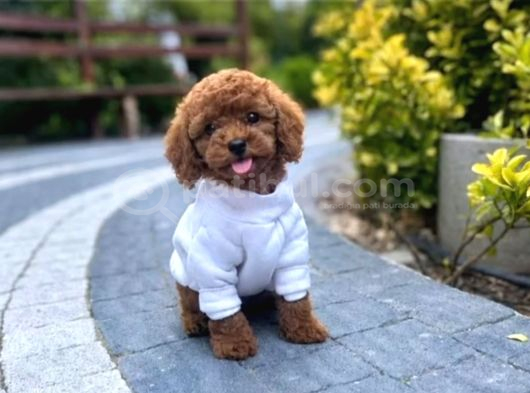 TOY POODLE SEVİMLİ YAVRULAR EV ÜRETİMİ