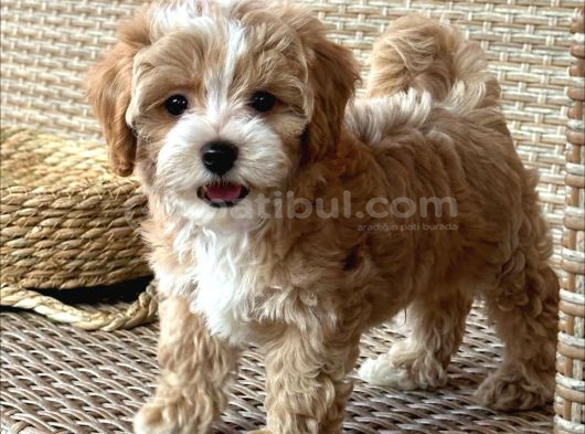 En Güzel En Tarlı Maltipoo Yavrular Için Arayabilirsiniz görsel