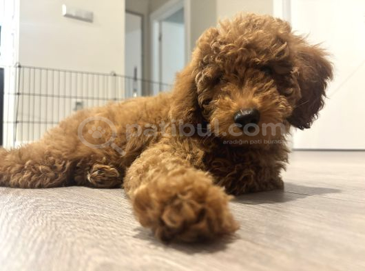 Miniatür Poodle Ankara