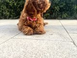 Miniatür Poodle Ankara