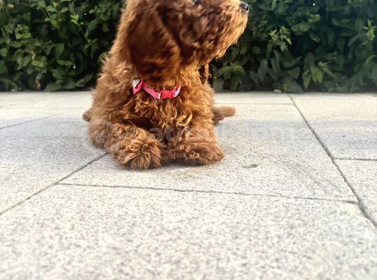 Miniatür Poodle Ankara görsel