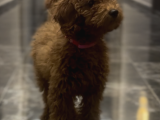 Miniatür Poodle Ankara