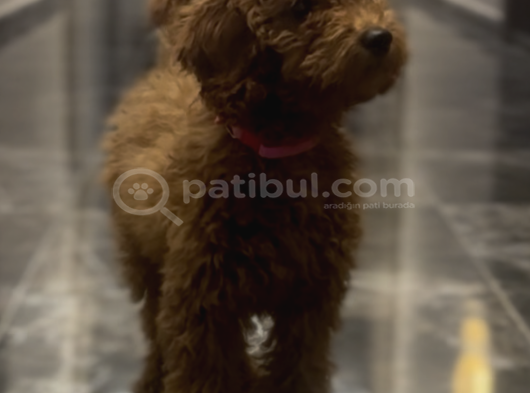 Miniatür Poodle Ankara