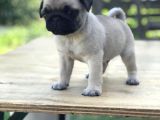 Pug Mops Gül Kuyruk
