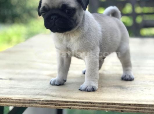 Pug Mops Gül Kuyruk görsel
