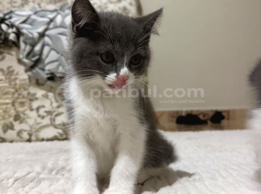 2  Aylık 2 Tane Dişi Yavru Sütten Kesildiler görsel