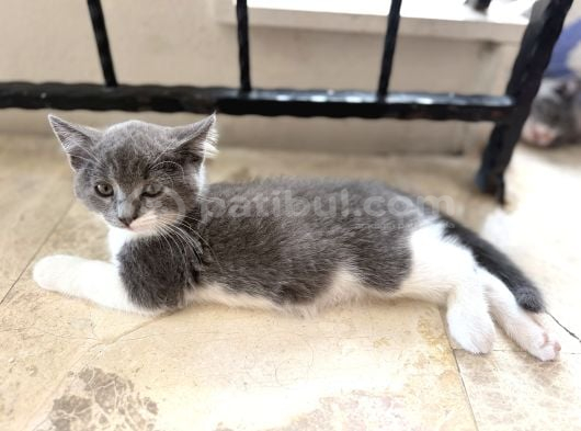 2  Aylık 2 Tane Dişi Yavru Sütten Kesildiler görsel