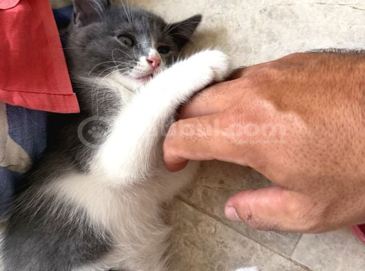 2  Aylık 2 Tane Dişi Yavru Sütten Kesildiler görsel