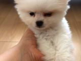 3 Aylık Yavru Pomeranian Orjinal Irk İstanbul