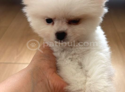 3 Aylık Yavru Pomeranian Orjinal Irk İstanbul görsel