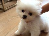 3 Aylık Yavru Pomeranian Orjinal Irk İstanbul