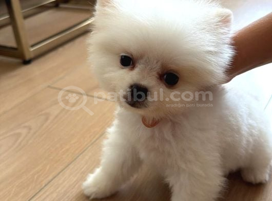 3 aylık yavru pomeranian orjinal ırk İstanbul