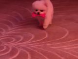 3 Aylık Yavru Pomeranian Orjinal Irk İstanbul
