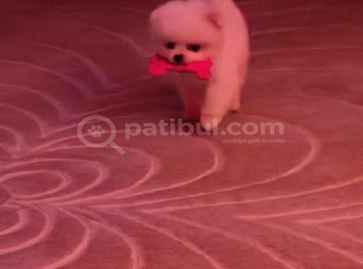 3 Aylık Yavru Pomeranian Orjinal Irk İstanbul görsel